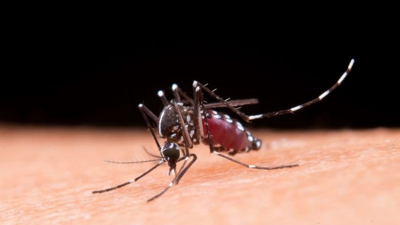 Os Riscos da Dengue e Sete Dicas para Combater o Mosquito Aedes Aegypti