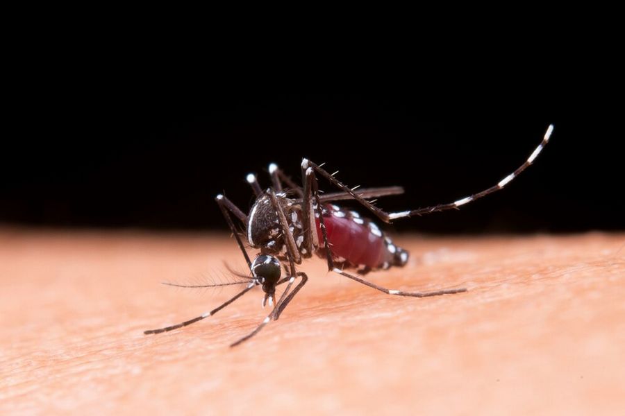 Os Riscos da Dengue e Sete Dicas para Combater o Mosquito Aedes Aegypti